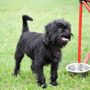 The Affenpinscher is a small dog that has a rough, shaggy coat that is usually black. The hair on the head and face is generally longer and wiry than the rest of the body, giving the dog an monkey-like appearance. The Affenpinscher is a low shed, companion dog great in apartments and for families.  Like with any dog, a little training will go a long way to making this dog breed great with your kids and family.