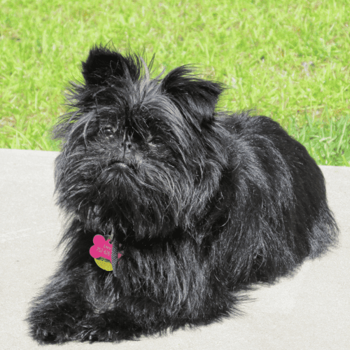 The Affenpinscher is a small dog that has a rough, shaggy coat that is usually black. The hair on the head and face is generally longer and wiry than the rest of the body, giving the dog an monkey-like appearance. The Affenpinscher is a low shed, companion dog great in apartments and for families.  Like with any dog, a little training will go a long way to making this dog breed great with your kids and family.