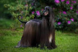 The Afghan Hound is a hound native to the mountainous regions of Afghanistan.
