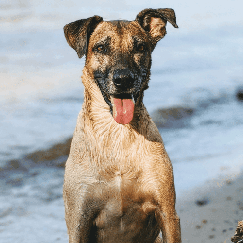 Africanis is a term used to describe indigenous South African dogs. The term is not breed-specific and encompasses a wide variety of shapes, sizes, and coat types.