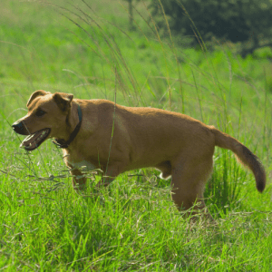 Africanis is a term used to describe indigenous South African dogs. The term is not breed-specific and encompasses a wide variety of shapes, sizes, and coat types.