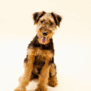 The Airedale Terrier is a relatively young breed that originated in England in the late 1800s. The breed was developed by crossing an Otterhound with various terriers, including the Welsh and Scottish Terriers.