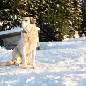 The Akbash is a livestock guardian dog breed that originated in Turkey. The Akbash was developed to protect sheep and livestock from predators such as wolves and bears.