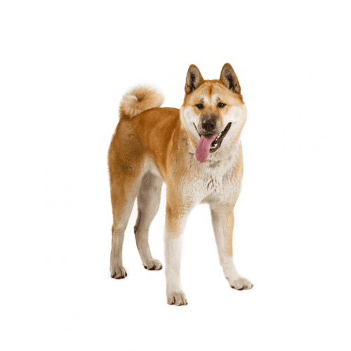The Akita is a dog breed originating in Japan and was bred for hunting, and later became a popular companion dog. The Akita is a large breed of dog known for its loyalty and courage. The Akita is also one of the oldest breed dogs and has been registered with the American Kennel Club since 1930.