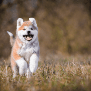 Akita Inu Puppy - The Akita is a dog breed originating in Japan and was bred for hunting, and later became a popular companion dog. The Akita is a large breed of dog known for its loyalty and courage. The Akita is also one of the oldest breed dogs and has been registered with the American Kennel Club since 1930.