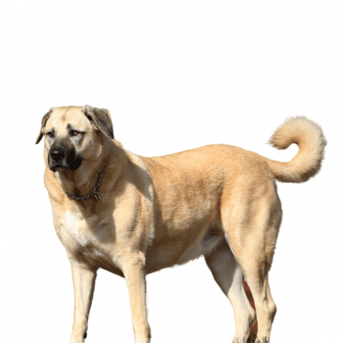 Aksaray Malaklisi Dog Breed: The Aksaray Malaklisi is a Turkish breed of dog. It is named after the city of Aksaray in central Turkey and is also sometimes known as the Central Anatolian Shepherd Dog.