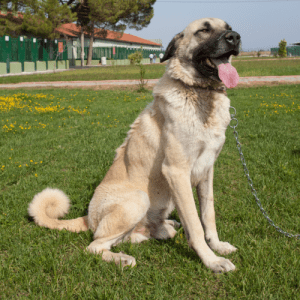 Aksaray Malaklisi Dog Breed: The Aksaray Malaklisi is a Turkish breed of dog. It is named after the city of Aksaray in central Turkey and is also sometimes known as the Central Anatolian Shepherd Dog. The Aksaray Malaklisi is a large, powerful dog with a thick coat of fur that can be either black, white, tan, brown or red. The length of the fur varies depending on the individual dog, but it is typically quite long and fluffy.