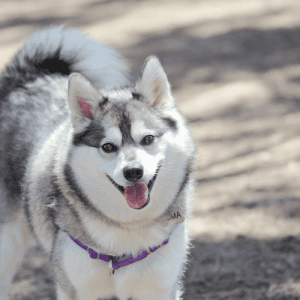 Alaskan Klee Kai Dog Breed: The Alaskan Klee Kai is a new breed of dog developed recently in America. The goal was to create a miniature version of the popular, larger breeds, such as huskies and Malamutes, by mixing them with smaller dogs like Schipperkes or American Eskimos.