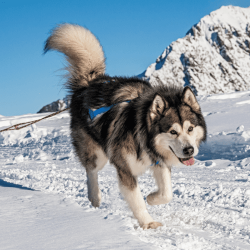 The Alaskan Malamute is a large dog breed that originated in the Arctic regions of North America. The Alaskan Malamute ancestors were the first dogs to inhabit the Americas, and they were later brought to Alaska by the Inuit people.