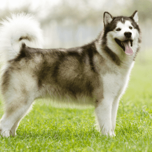 The Alaskan Malamute is a large dog breed that originated in the Arctic regions of North America. The Alaskan Malamute ancestors were the first dogs to inhabit the Americas, and they were later brought to Alaska by the Inuit people.