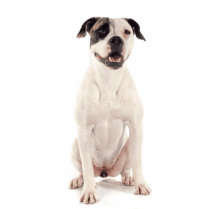 American Bulldog Dog Breed: The American Bulldog is a descendant of the Old English Bulldog, which was brought to North America by early settlers. The breed was used for working purposes such as farm work and guard dog duty.