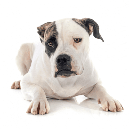 American Bulldog Puppy: The American Bulldog is a descendant of the Old English Bulldog, which was brought to North America by early settlers. The breed was used for working purposes such as farm work and guard dog duty.