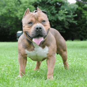 The American Bully breed was created in the early 1990s as a combination of various bull and terrier breeds. The goal was to create a dog with the build of a Bull Terrier but with a gentler disposition.
