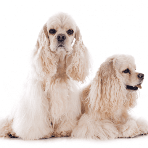 The American Cocker Spaniel is a breed of dog that was developed in the United States. The breed is descended from the English Cocker Spaniel, and it was originally bred to be a hunting dog.