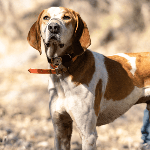 The American English Coonhound is a dog breed developed in the United States from a combination of other hound breeds.