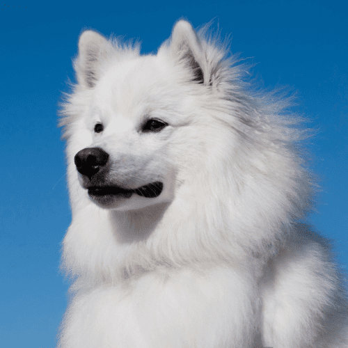 The American Eskimo Dog is a breed from Nordic breed brought to America by German immigrants in the late 1800s. Initially used as a working dog on farms and ranches, the breed eventually became a popular companion dog.