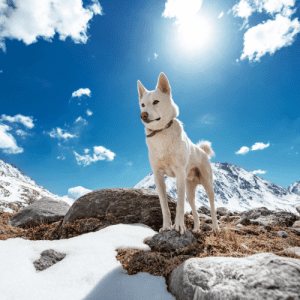 The American Eskimo Dog is a breed from Nordic breed brought to America by German immigrants in the late 1800s. Initially used as a working dog on farms and ranches, the breed eventually became a popular companion dog.
