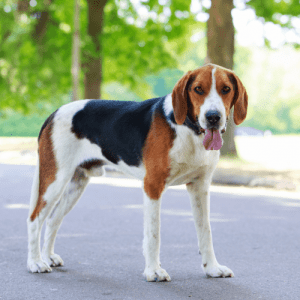 The American Foxhound is a descendant of the English Foxhound, which was brought to North America in the 1600s. The breed was developed in Virginia and was used for hunting foxes.
