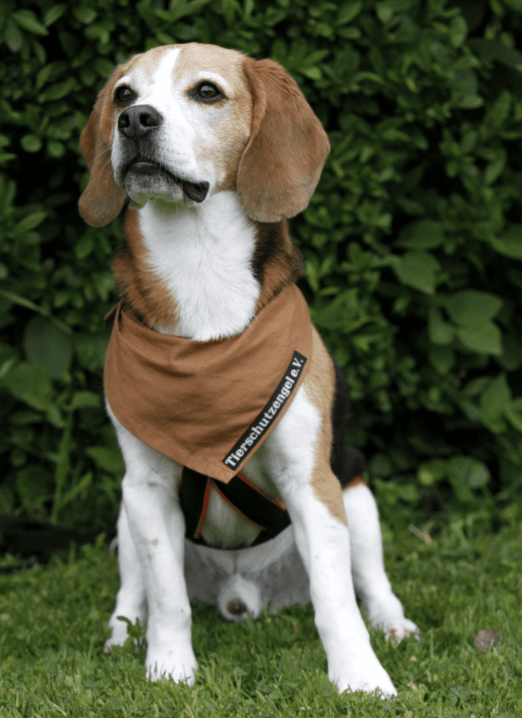 The American Foxhound is a descendant of the English Foxhound, which was brought to North America in the 1600s. The breed was developed in Virginia and was used for hunting foxes.