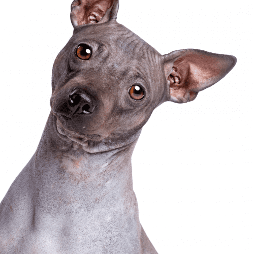 The American Hairless Terrier is a relatively new breed, having only been around since the early 1970s. The breed was developed by Dr. Edwin Scott Connell, who set out to create a hairless dog that would be hypoallergenic and ideal for people with allergies.