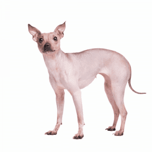 The American Hairless Terrier is a relatively new breed, having only been around since the early 1970s. The breed was developed by Dr. Edwin Scott Connell, who set out to create a hairless dog that would be hypoallergenic and ideal for people with allergies.