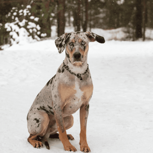 The American Leopard Hound is believed to be at least a 100years old, brought into America by Spanish Conquistadors. These dogs were later crossed with Mexican dogs leading to the breed as today.
