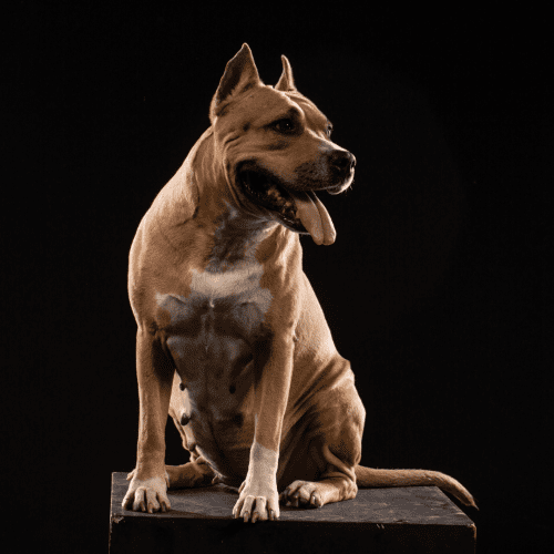 The American Pit Bull Terrier is a dog breed that has a long and storied history. The breed is considered to have originated in England in the 1800s, where they were used for bull-baiting.