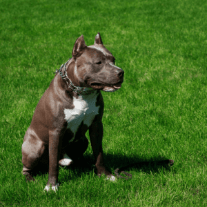 The American Pit Bull Terrier is a dog breed that has a long and storied history. The breed is considered to have originated in England in the 1800s, where they were used for bull-baiting.