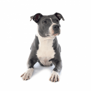 The American Staffordshire Terrier is a direct descendant of the Bull and terrier-type dogs of England with its roots back to the early 1800s. These dogs were originally bred for bull-baiting, a cruel sport in which bulls were pitted against dogs in a ring to entertain spectators.