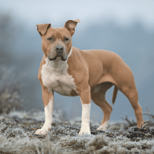 The American Staffordshire Terrier is a direct descendant of the Bull and terrier-type dogs of England with its roots back to the early 1800s. These dogs were originally bred for bull-baiting, a cruel sport in which bulls were pitted against dogs in a ring to entertain spectators.