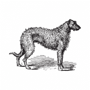 The American Staghound is a relatively new dog breed, having only been developed in the United States within the last century. This versatile breed was created with the specific purpose of hunting game such as deer, coyote, and fox.