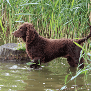 The American Water Spaniel is a spaniel breed developed in the United States, specifically in the state of Wisconsin. The breed was created in the late 19th century by crossing several different types of Spanish water dogs with English and Irish water spaniels.