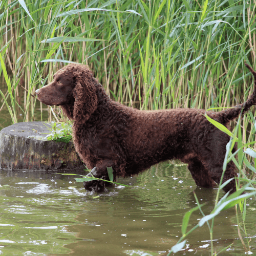 The American Water Spaniel is a spaniel breed developed in the United States, specifically in the state of Wisconsin. The breed was created in the late 19th century by crossing several different types of Spanish water dogs with English and Irish water spaniels.