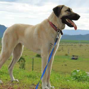 The Anatolian Shepherd Dog is a breed of dog that originated in Turkey. The breed was initially used as a guard dog for sheep and other livestock but is now used as a family pet.