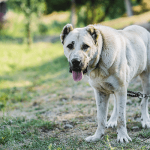The Armenian Gampr Dog is a large, powerful breed historically used for hunting and guarding. The breed is descended from the mastiffs brought to Armenia by the Romans, and they have been for many centuries.