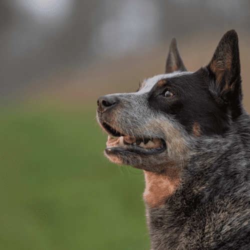 The Australian Cattle Dog is a breed of herding dog developed in Australia. The dogs were used for driving cattle over long distances across rough terrain.