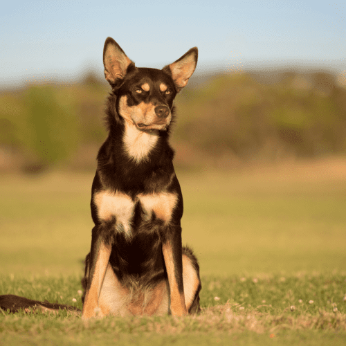 The Australian Kelpie is a working dog originally bred in Australia for herding livestock. It is a medium-sized dog with a short, dense coat that can be black, blue, or red. The Kelpie is an active and intelligent breed that excels at agility, obedience trials, and herding.