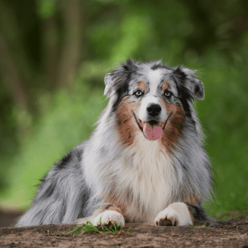 The Australian Shepherd Dog Breed is a relatively new breed developed in the United States in the 19th century. The breed was created by crossbreeding several different herding dogs.