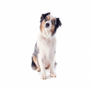 The Australian Shepherd Dog Breed is a relatively new breed developed in the United States in the 19th century. The breed was created by crossbreeding several different herding dogs.