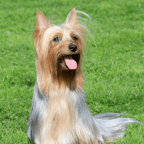 The Australian Silky Terrier is a relatively new breed developed in Australia in the late 1800s. The breed was created by crossing Yorkshire Terriers and Australian Terriers to create a smaller version of the latter.