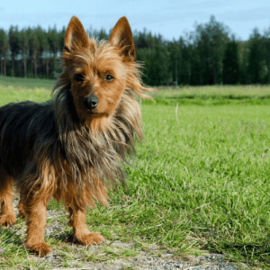 The Australian Terrier is a small terrier breed of dog originating from Australia. The breed was initially bred for hunting rodents and snakes but is now primarily kept as a companion animal. Australian Terriers were first brought to Europe in the late 1800s.