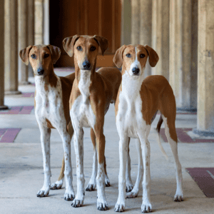 The Azawakh is a sighthound from West Africa. It is tall and slender, with a short coat in various colors. The breed is used for hunting prey such as hares, gazelles, and wild dogs. They are also kept as companion dogs.