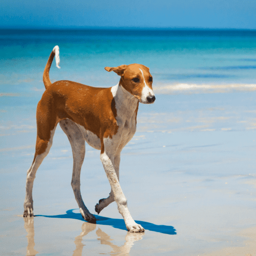 The Azawakh is a sighthound from West Africa. It is tall and slender, with a short coat in various colors. The breed is used for hunting prey such as hares, gazelles, and wild dogs. They are also kept as companion dogs.