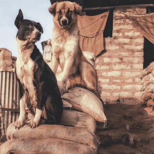 The Bakharwal Dog is a livestock guardian from the Himalayan region of India and Pakistan. The Bakharwal Dog breed has a long and storied history in the Himalayan region of India and Pakistan. The Bakharwal Dog protects herds of sheep and goats from predators such as wolves, leopards, and bears.