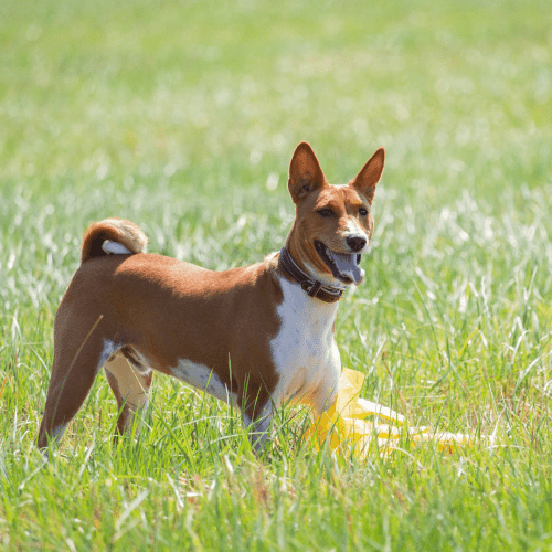 Basenjis are small, compact dogs with short, sleek coats. They have long, elegant necks and small, pointed ears. Basenjis are known for their independent nature and are often described as “cat-like” in their behavior. They are intelligent dogs and are quick to learn new tricks.