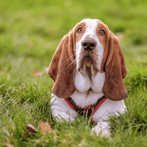 Most Basset Hounds have short, smooth coats that are easy to maintain. The coat can be a combination of colors, including  Black & Brown, Lemon & White, Black & White, Tri-color, White & Chocolate, and Red & White.