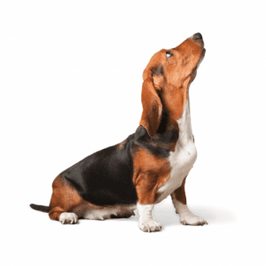 Most Basset Hounds have short, smooth coats that are easy to maintain. The coat can be a combination of colors, including  Black & Brown, Lemon & White, Black & White, Tri-color, White & Chocolate, and Red & White.