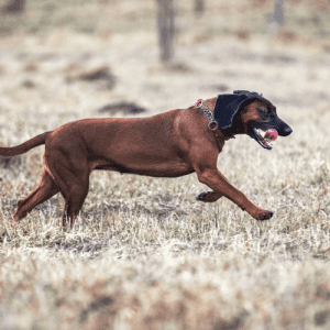 The Bavarian Mountain Hound is a large, sturdy dog with a dense, wire-haired coat. The coat colors consist of black, brown, or fawn with tan markings and is about 2-3 inches long. The head is many times black and the body brown. The head and ears also sport shorter hair. This breed sheds little to no hair.