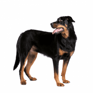 The Beauceron has a double coat, dense undercoat, and longer guard hairs. The most common fur colors are black and tan or harlequin (black and gray). The hair is usually cut short on the head, legs, and base of the tail but is left longer on the back and sides.