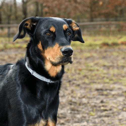 The Beauceron has a double coat, dense undercoat, and longer guard hairs. The most common fur colors are black and tan or harlequin (black and gray). The hair is usually cut short on the head, legs, and base of the tail but is left longer on the back and sides.